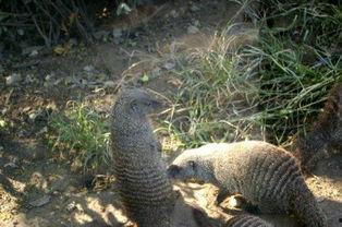 獴捕蛇视频,动物世界中的捕猎奇观